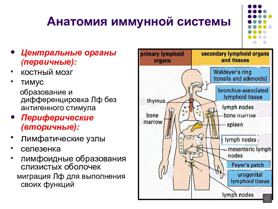 Картинка органов иммунной системы