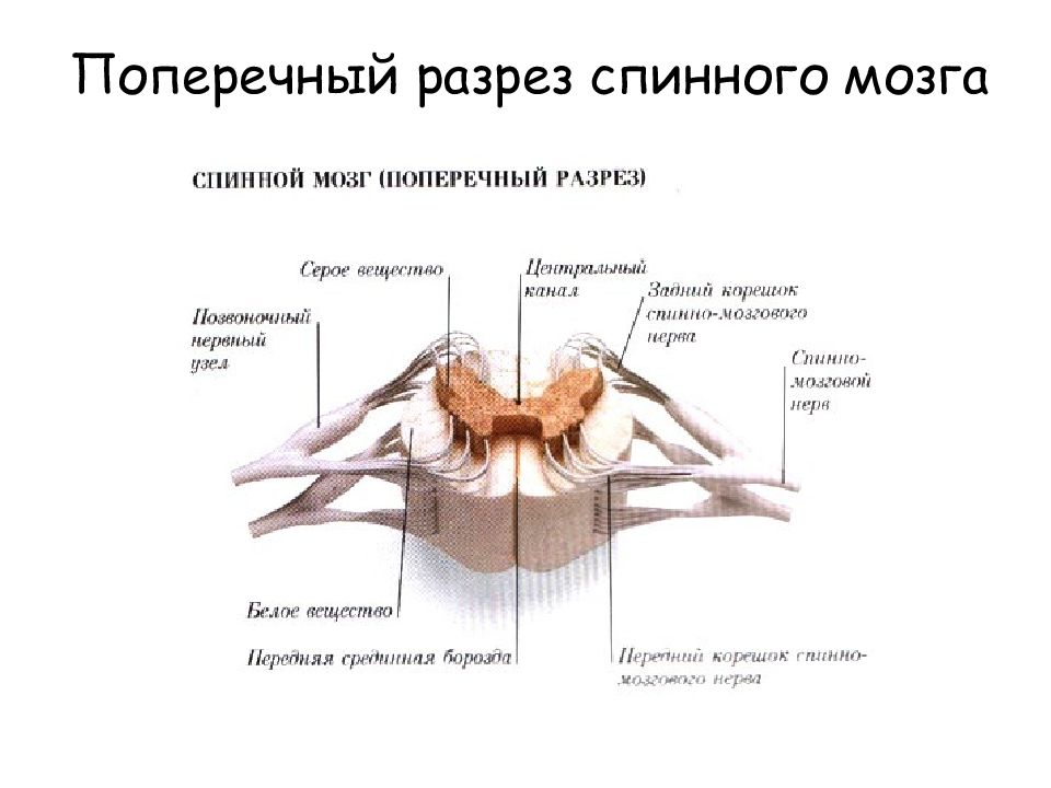 Спинной мозг на поперечном разрезе рисунок