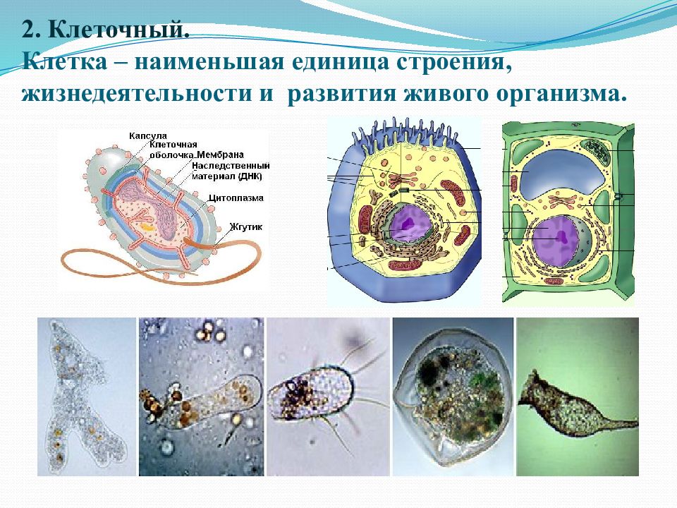 Клетка единица живого презентация