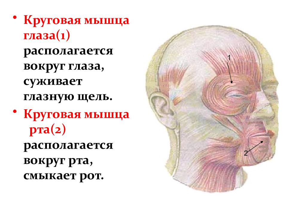 Круговая мышца. Мышцы головы и шеи вид сбоку. Круговая мышца глаза точки прикрепления. Мышцы головы шеи и туловища.