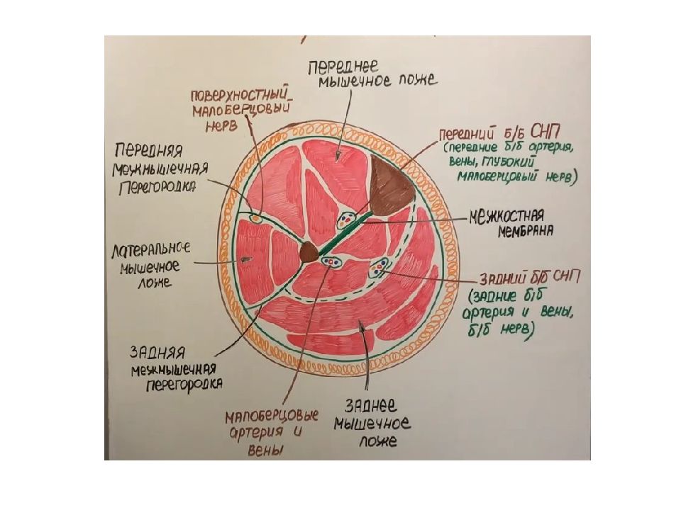 Центр анатомия