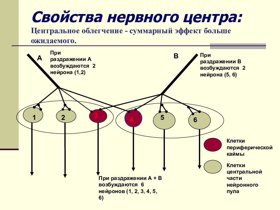 Утомляемость нервных центров. Свойства нервных центров таблица. Свойства нервных центров физиология. Нервный центр схема. Нервный центр это физиология.