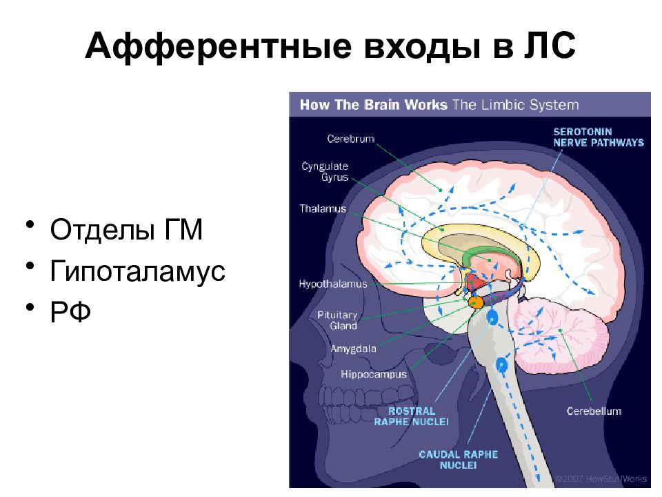 Афферентные и эфферентные пути. Афферентные пути. Афферентные входы. Афферентный и эфферентный пути головного мозга.