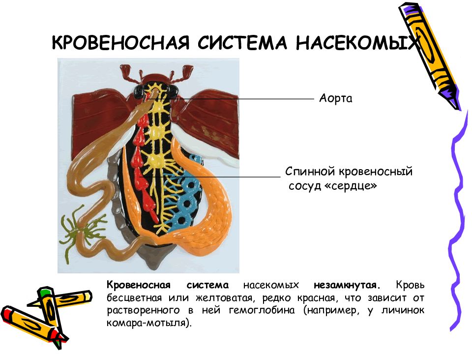 Схема строения кровеносной системы пчелы