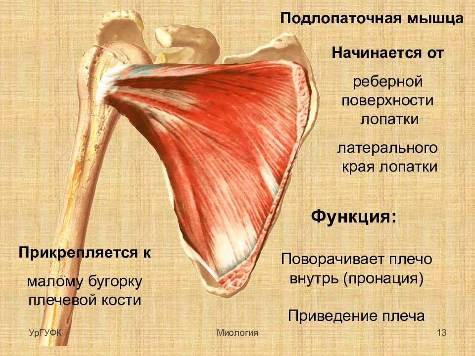 Прикреплены к костям. Мышцы плечевого пояса. Мышцы прикрепляющиеся к лопатке. Мышцы плечевой кости. Сухожилие бицепса.