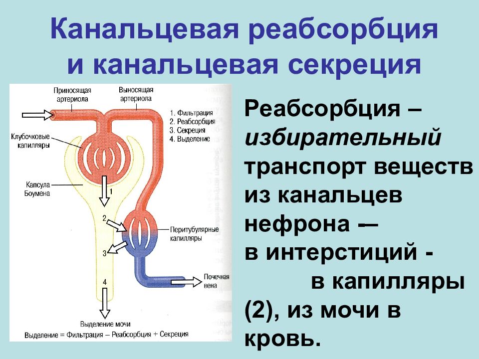 Схема регуляции реабсорбции