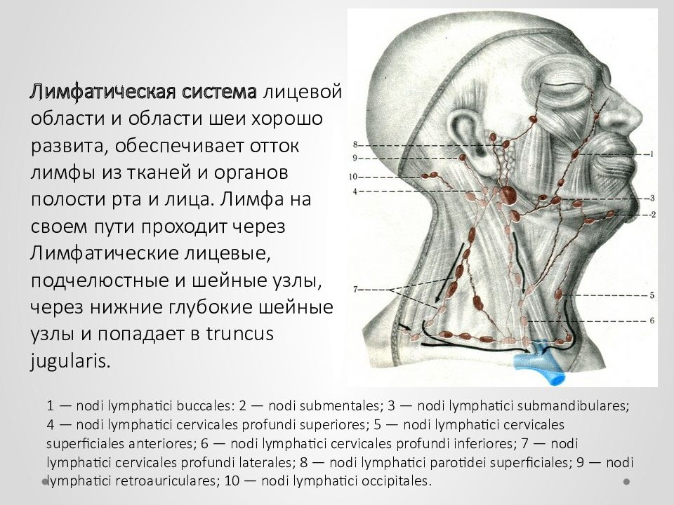 Лимфообращение лица схема фото