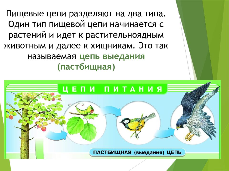 Пищевые связи