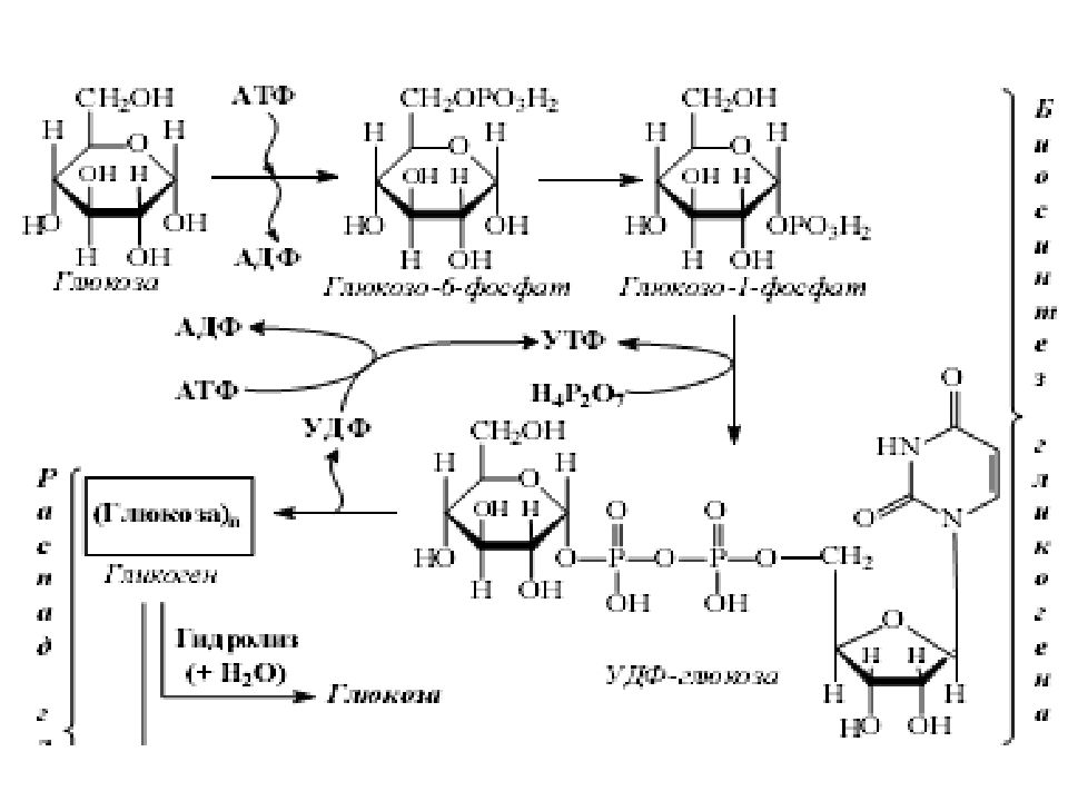Синтез углеводов атф. Катаболизм Глюкозы биохимия схема. Формула катаболизма Глюкозы. Тиаминзависимые реакции катаболизма Глюкозы. Эпимеризация УДФ-Глюкозы биохимия.