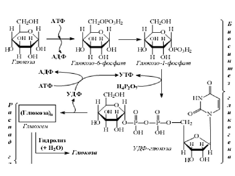 Синтез углеводов. Катаболизм Глюкозы биохимия схема. Формула катаболизма Глюкозы. Тиаминзависимые реакции катаболизма Глюкозы. Эпимеризация УДФ-Глюкозы биохимия.
