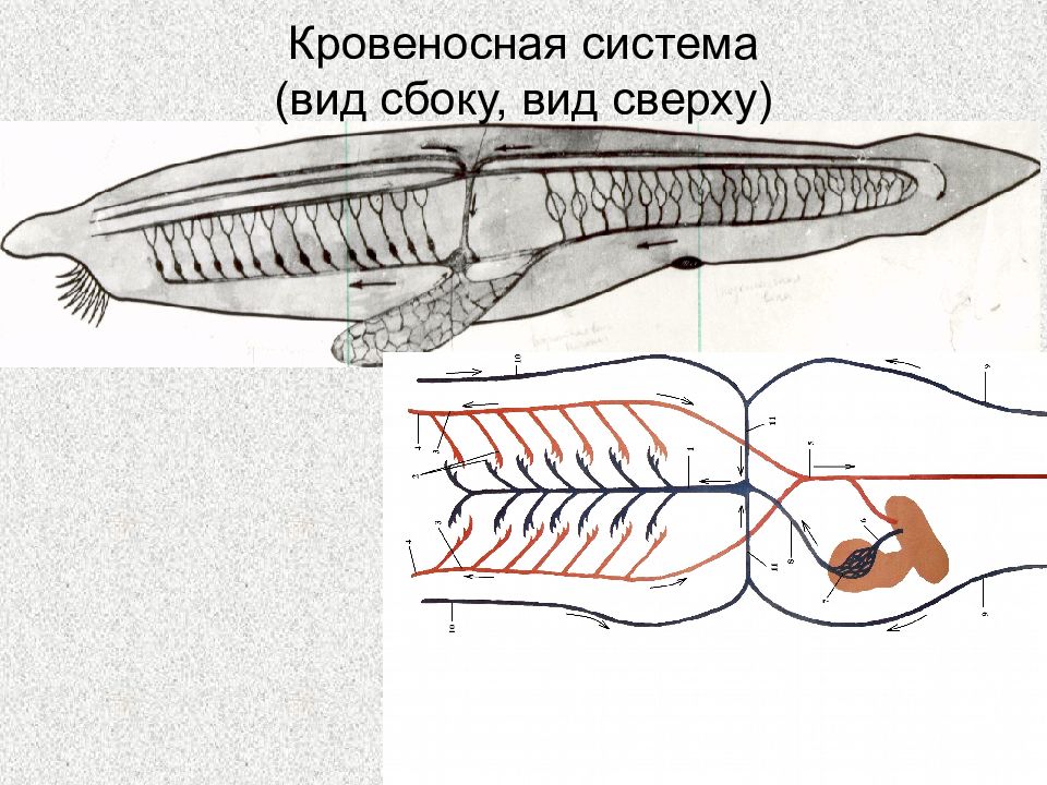 Пищеварительная система хордовых животных. Кровеносная система хордовых рыб. Схема кровеносной системы ланцетника вид сверху. Схема строения кровеносной системы хордовых. Кровеносная система хрящевых рыб.