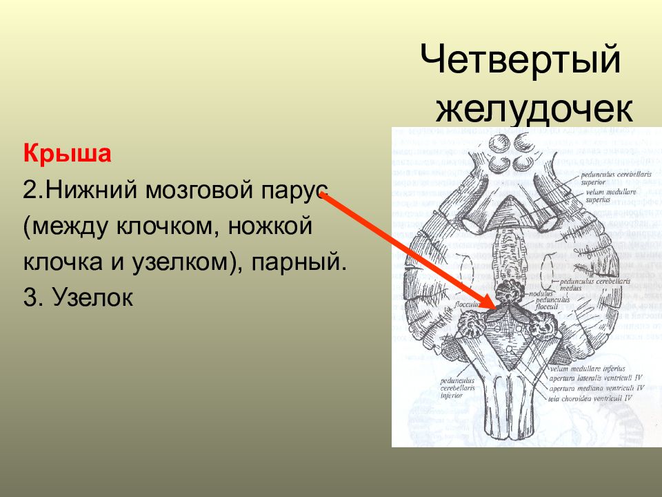 Нижний мозг. Верхний мозговой Парус анатомия. Четвертый мозговой желудочек. Нижний мозговой Парус мозжечка. Нижний мозговой Парус 4 желудочка.