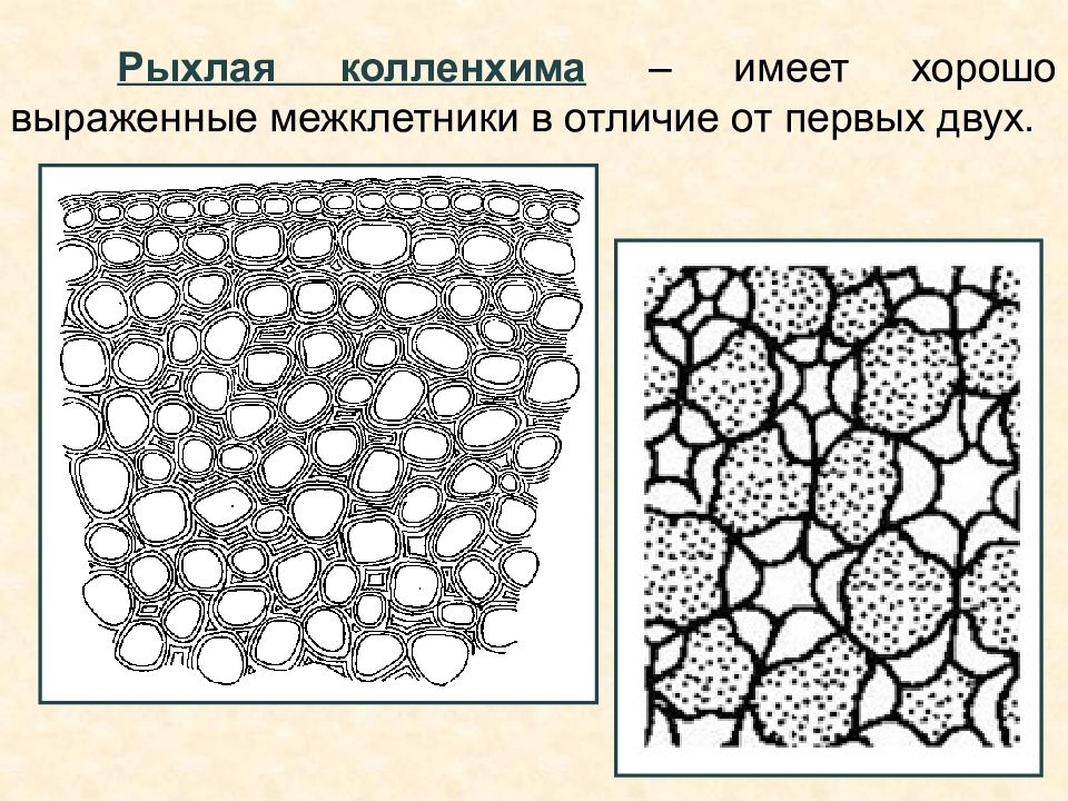 Колленхима. Уголковая колленхима. Колленхима стебля тыквы. Уголковая и пластинчатая колленхима. Механическая ткань колленхима.