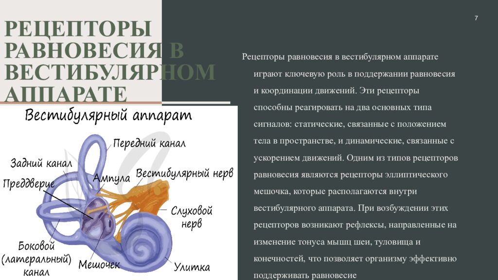 Рецепторы равновесия в вестибулярном аппарате