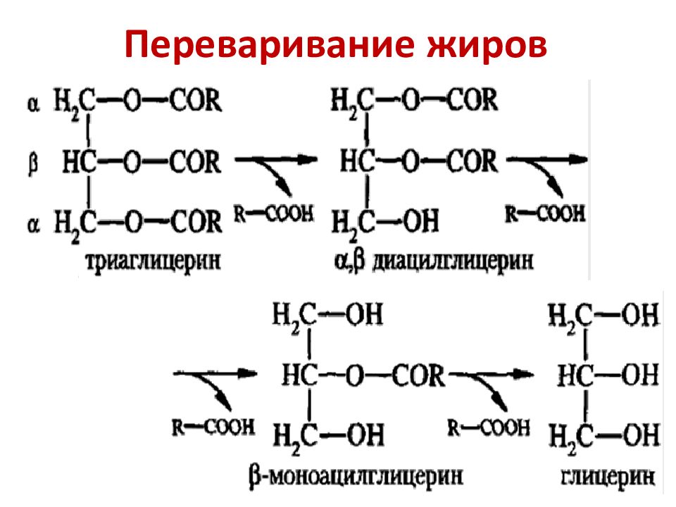 Схема переваривания липидов в жкт