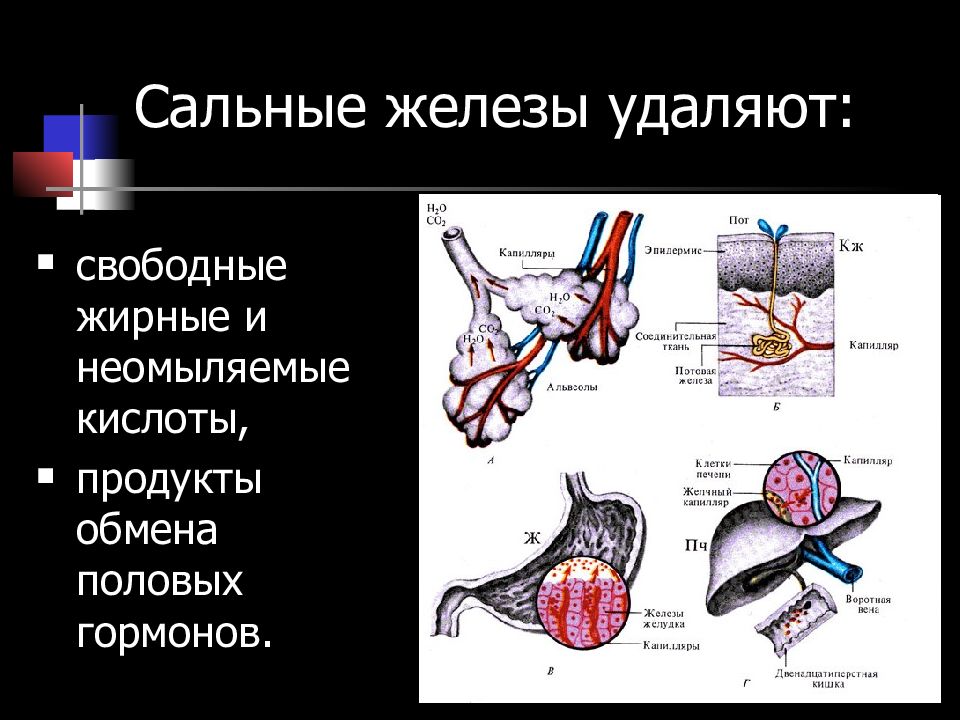 Удаление железа. Выделительная функция сальных желез. Сальные железы выделительная функция. Органы выделения дыхательная система.