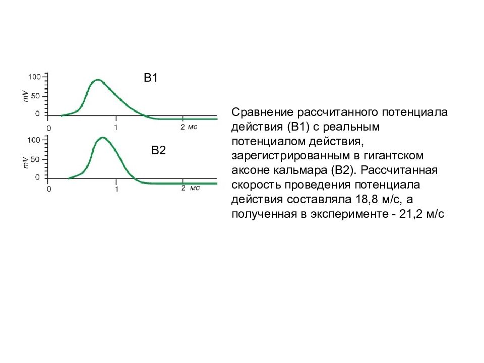 Расчет потенциала. Рассчитайте как изменится мембранный потенциал. Мембранный потенциал аксона кальмара. Рассчитать потенциал покоя гигантского аксона. Мембранный потенциал клетки аксона кальмара.