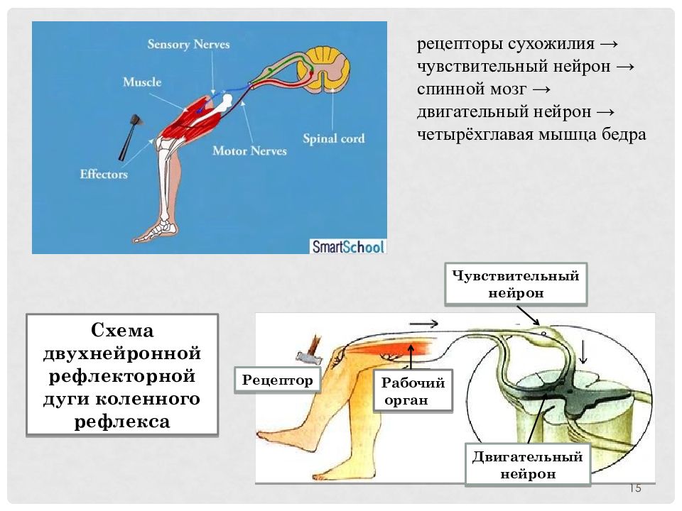 2 чувствительный нейрон. Рецептор чувствительный Нейрон. Двигательный Нейрон синонимы.