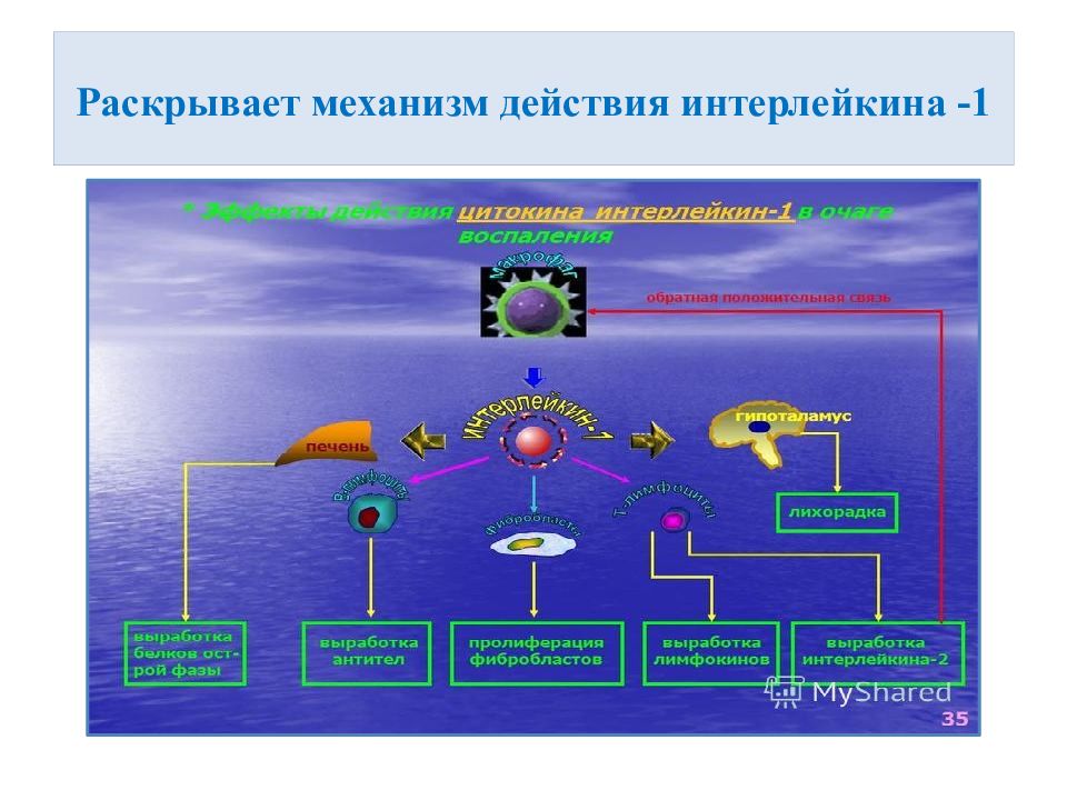 Раскрывает механизм. Интерлейкин 1 механизм действия. Механизм действия интерлейкин 1 иммунология. Интерлейкин 1 механизм. Механизм действия интерлейкина 2.