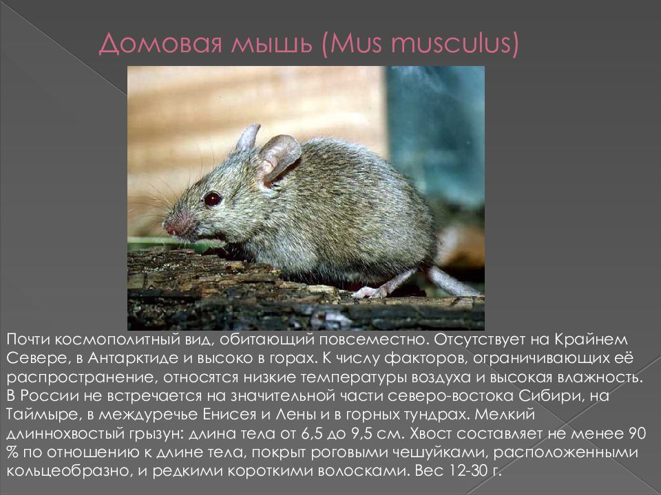 Домовая мышь млекопитающее длина