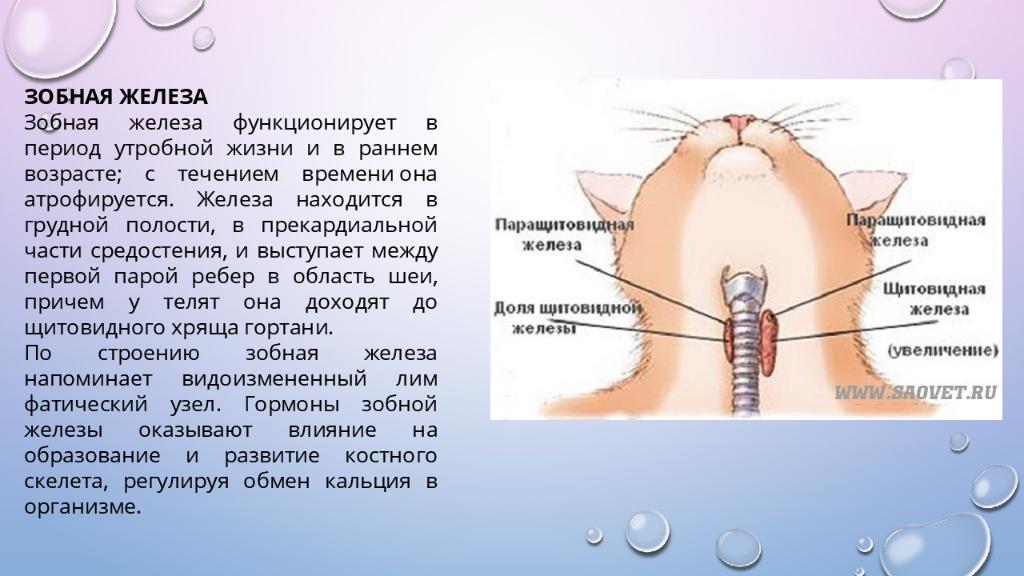 Рост желез. Зобная железа секреция. Внутренняя секреция зобной железы,. Железы внутренней секреции животных. Железы внутренней секреции животных анатомия.