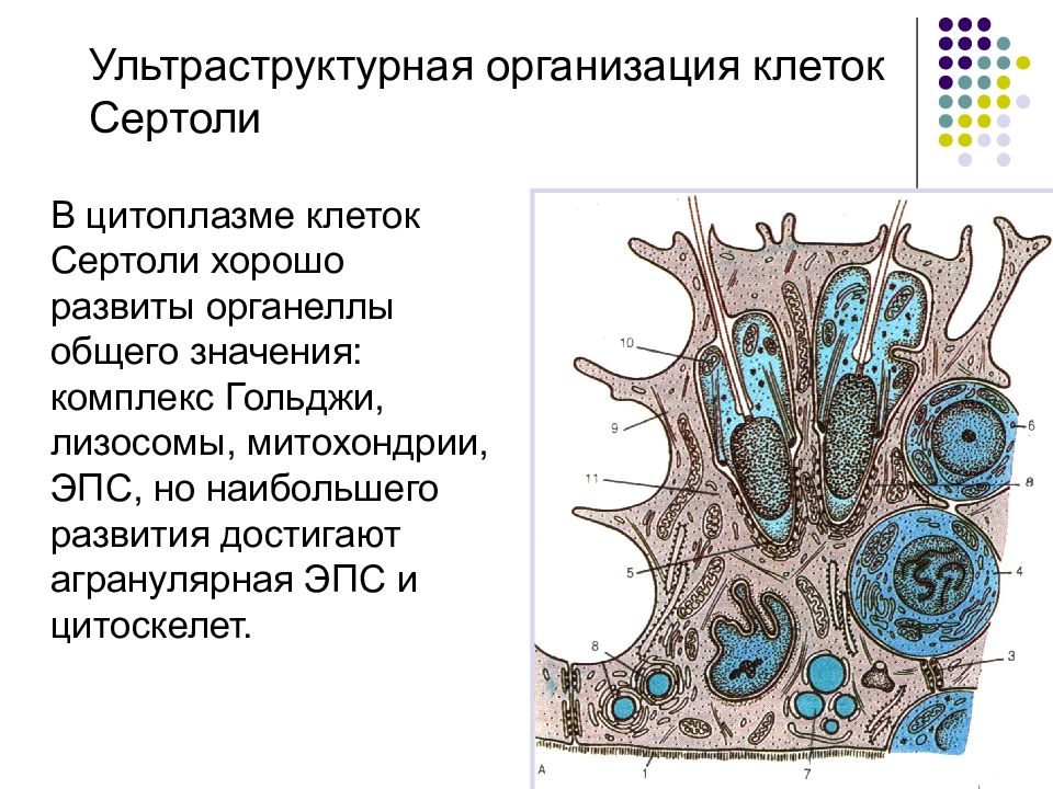 Общая организация клетки. Структура клетки Сертоли. Ультраструктурная организация клетки. Ультраструктура клетки. Клетки Сертоли это кратко.