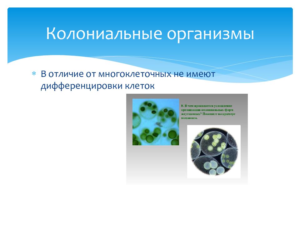 Изучите рисунок благодаря какому процессу образовалось такое многообразие изображенных организмов