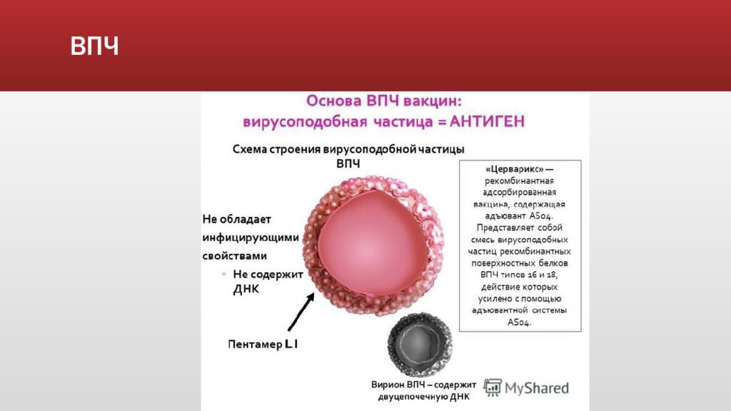 Впч 6. ВПЧ структура. Вирус папилломы человека презентация. Строение ВПЧ схема.