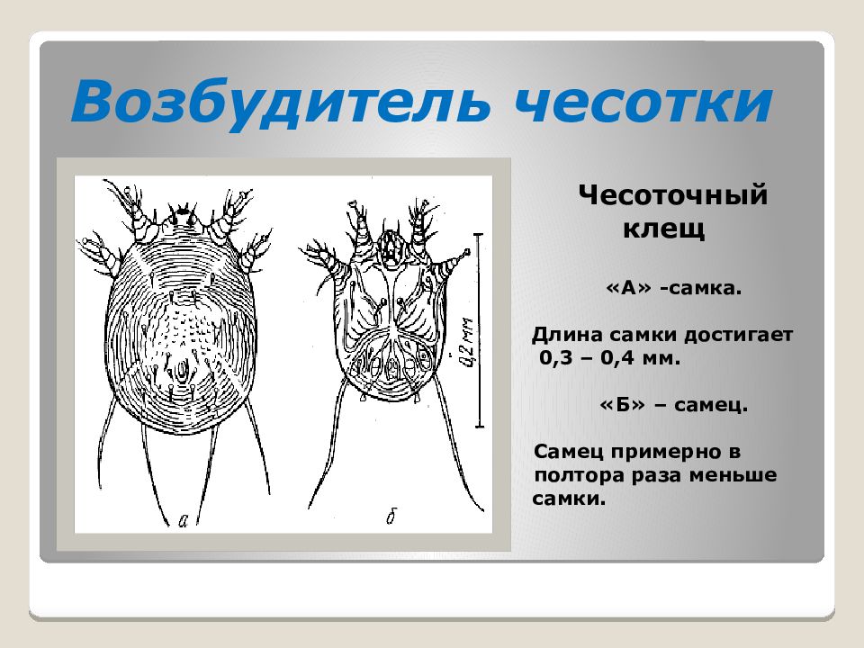 Сколько чесоточный клещ вне человека