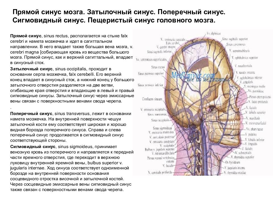 Гипоплазия правого поперечного синуса. Гипоплазия левого поперечного синуса головного мозга что это такое. Гипоплазия левой поперечного синуса головного мозга. Сагиттальный синус головного мозга. Поперечные синусы головного мозга рентген.