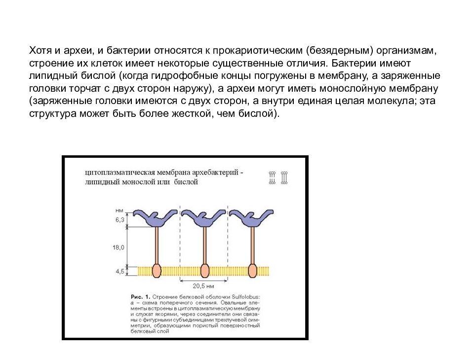 Строение архей. Строение клеточной стенки Архей. Строение мембраны Архей. Строение клеточной стенки архебактерий. Клеточная стенка бактерий и Архей.