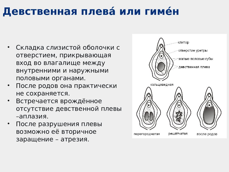 Как выглядит девственница внутри