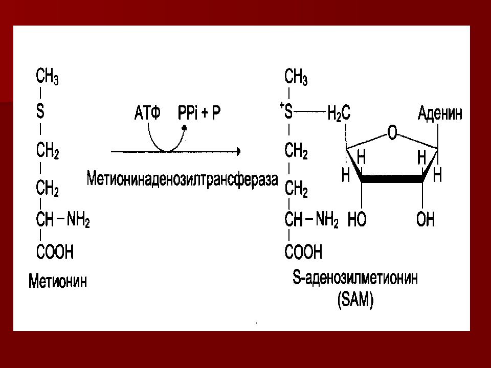 Образование s3. Метионин в аденозилметионин. Цифровые технологии в вузе. 3д принтер для детей. Синтез s-аденозилметионина.