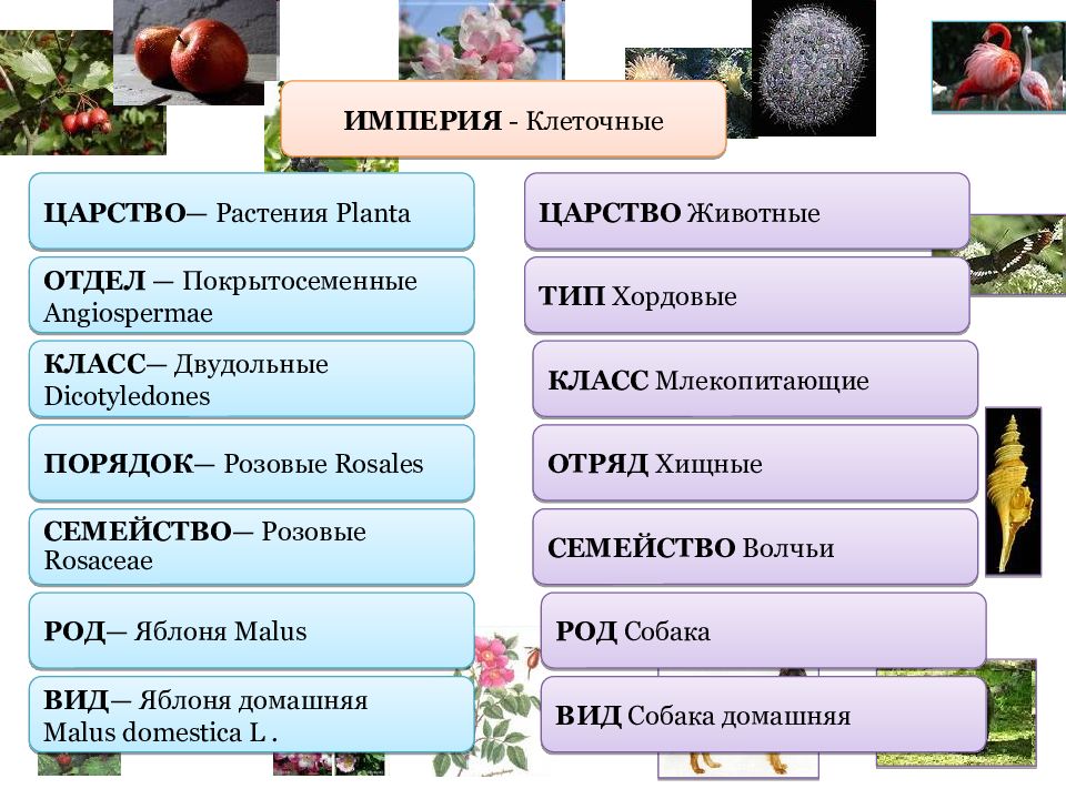 Схема вид род семейство