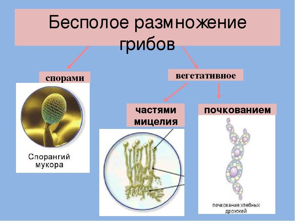 Схема размножения грибов 5 класс схема