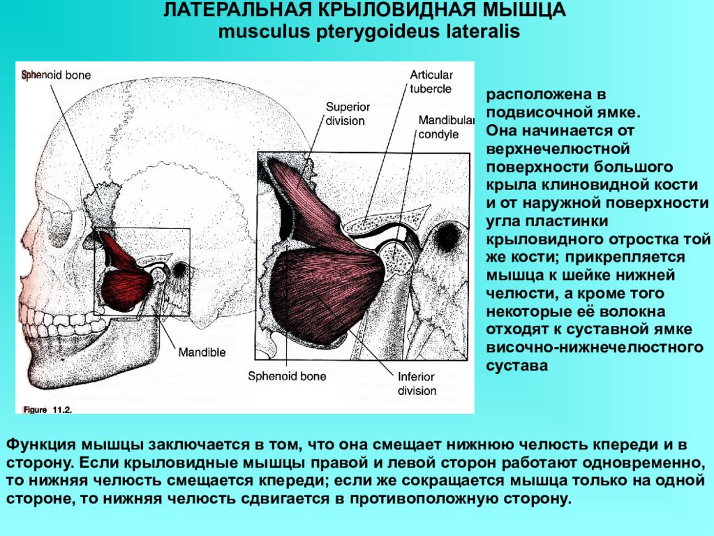 Медиальная крыловидная мышца. Крыловидная мышца латынь. Наружная крыловидная мышца функции. Kатеральная клиновидная мышца. Латеральная крыловидная мыщцы.