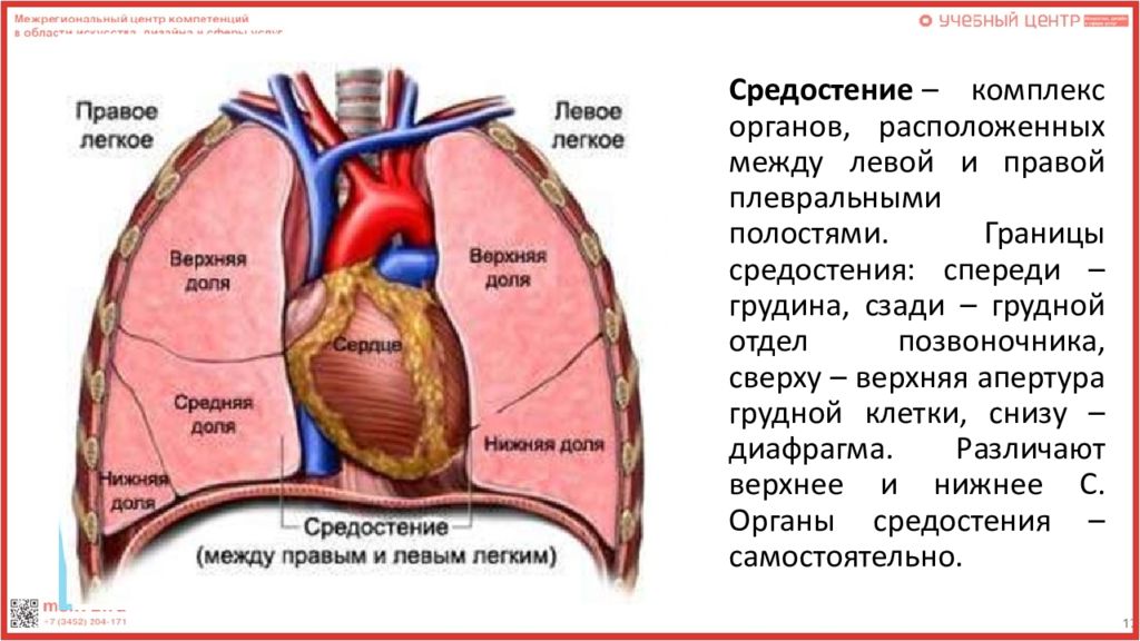 Средостения грудной клетки фото