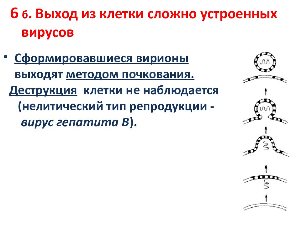 выход вируса из клетки