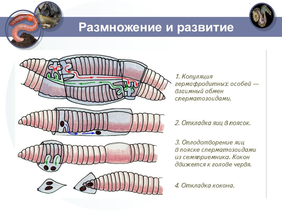 Сегмент дождевого червя. Кольчатые черви размножение почкованием. Тип кольчатые черви размножение. Сегменты дождевого червя. Кольчатые черви размножение ЕГЭ.