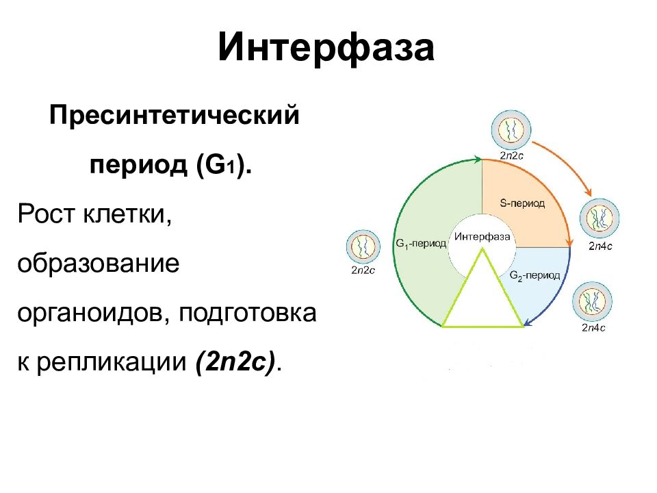 Таблица интерфазы. Жизненный цикл клетки интерфаза. Пресинтетический период. Пресинтетический период интерфазы. Пресинтетический период клетки.