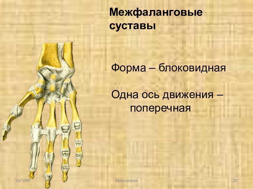 1 межфаланговый сустав. Межфаланговые суставы стопы анатомия. Межфаланговые суставы оси движения. Проксимальные межфаланговые суставы. Дистальные межфаланговые суставы стопы.