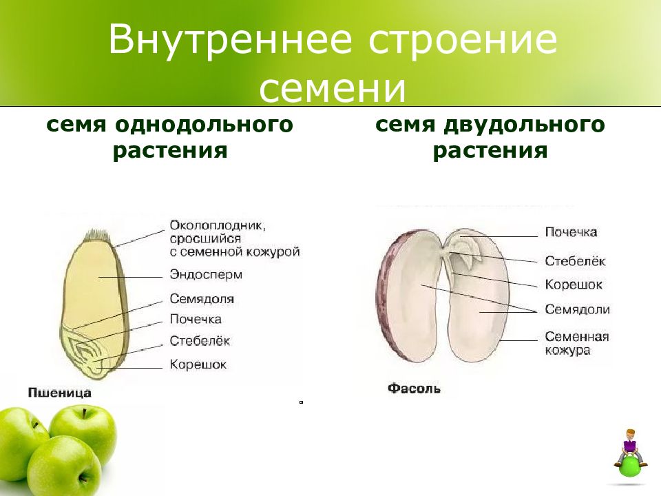 Рисунок однодольного растения и двудольного растения