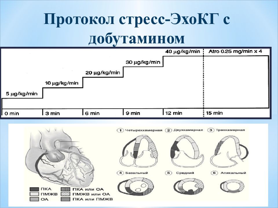 Стресс эхокг презентация