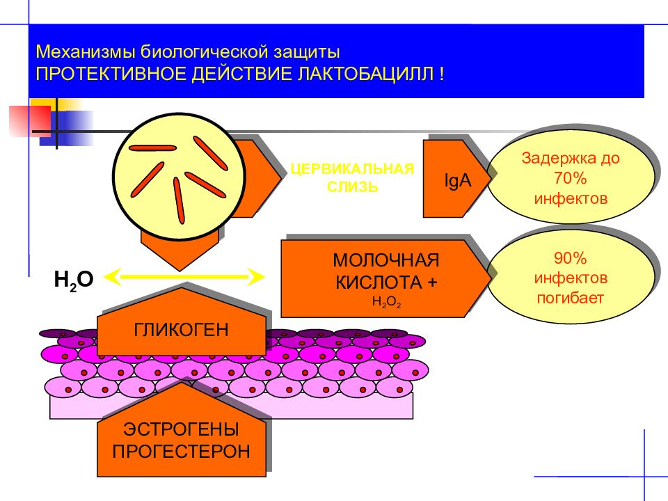 Биологические механизмы. Протективное действие это. Протективный антиген механизм действия. Протективное действие лактобацилл. Механизм действия лактобактерий.