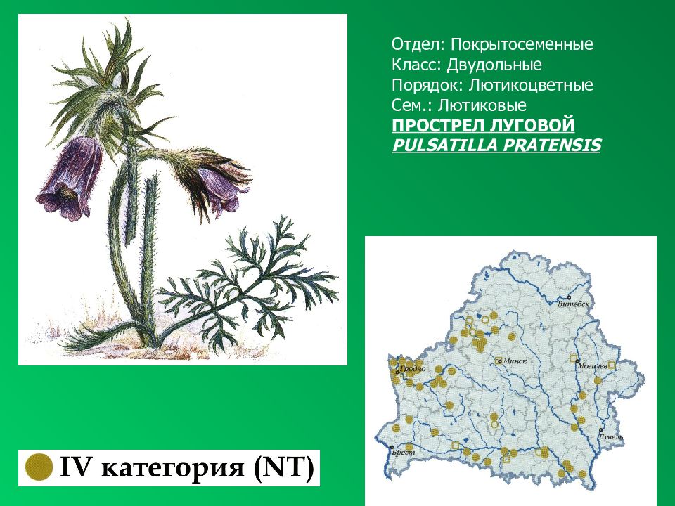 Красная книга рб растения презентация