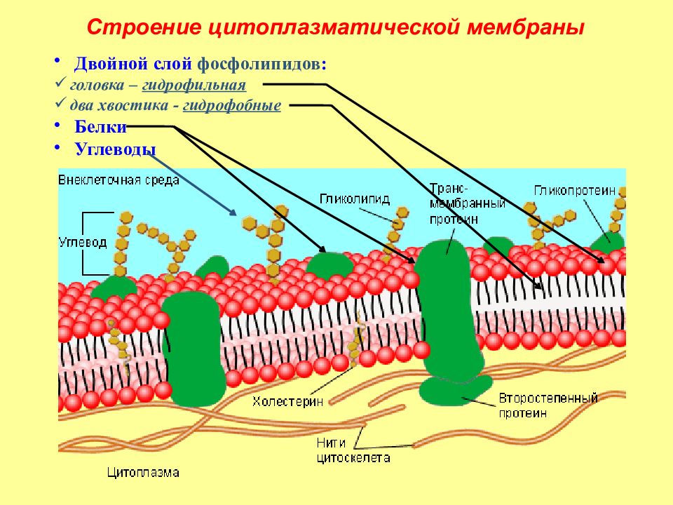 Общий план строения цитоплазматической мембраны