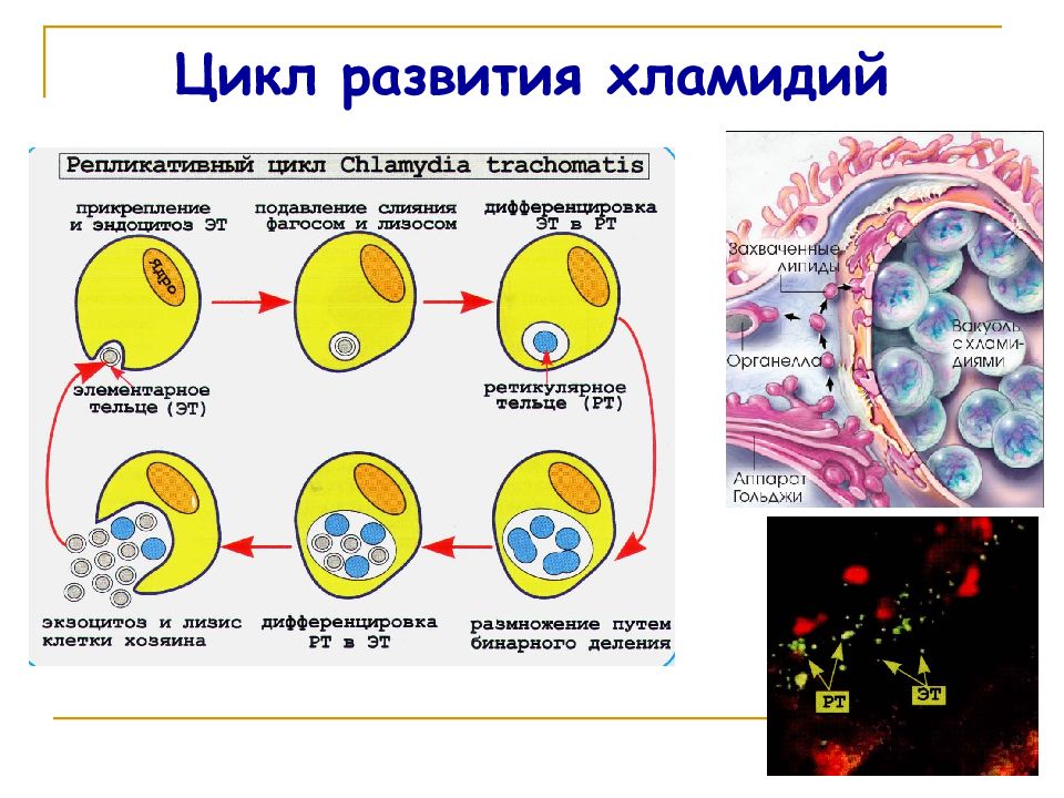 Элементарные тельца хламидий. Стадии жизненного цикла хламидии. Риккетсии цикл развития. Жизненный цикл риккетсий. Жизненный цикл развития хламидий.