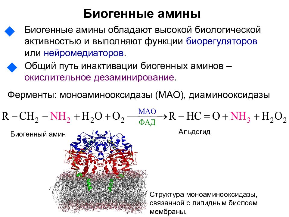 Схема синтеза и биологическая роль биогенных аминов