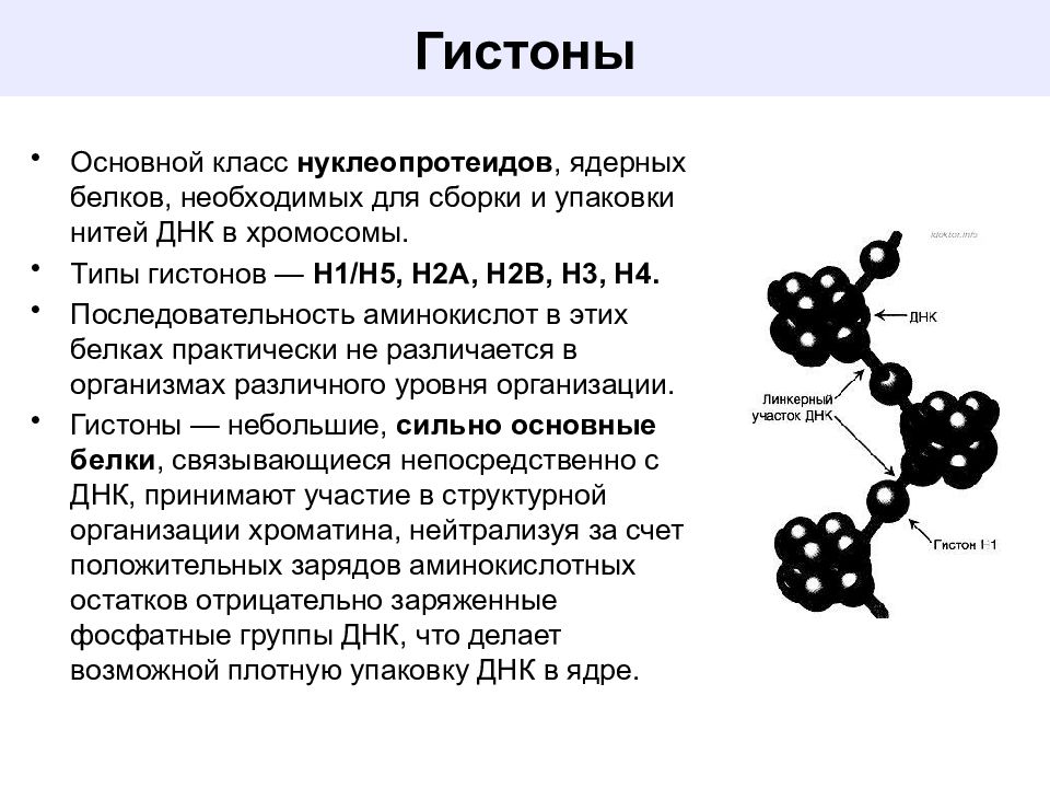 Особенности строения и функций белков. Строение белков гистонов. Белки гистоны типы. Белки гистоны строение. Гистоны (классификация, строение, функции, биологическая роль).