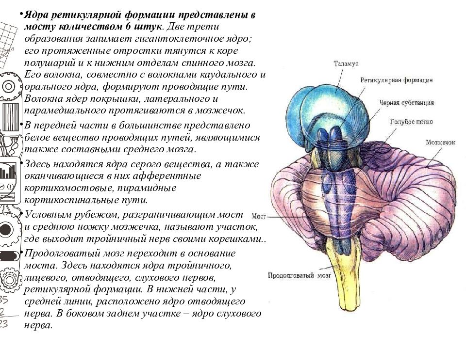 Задний мозг презентация